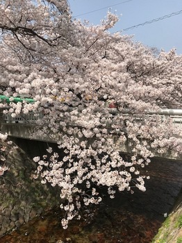ご近所桜.jpg