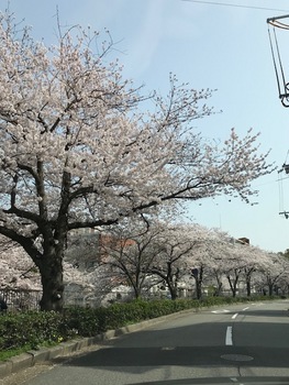 ご近所桜2.jpg