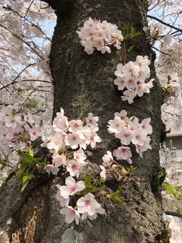 ご近所桜１.jpg