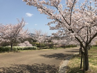 公園桜１.jpg